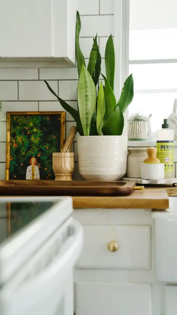 snake plant on counter art