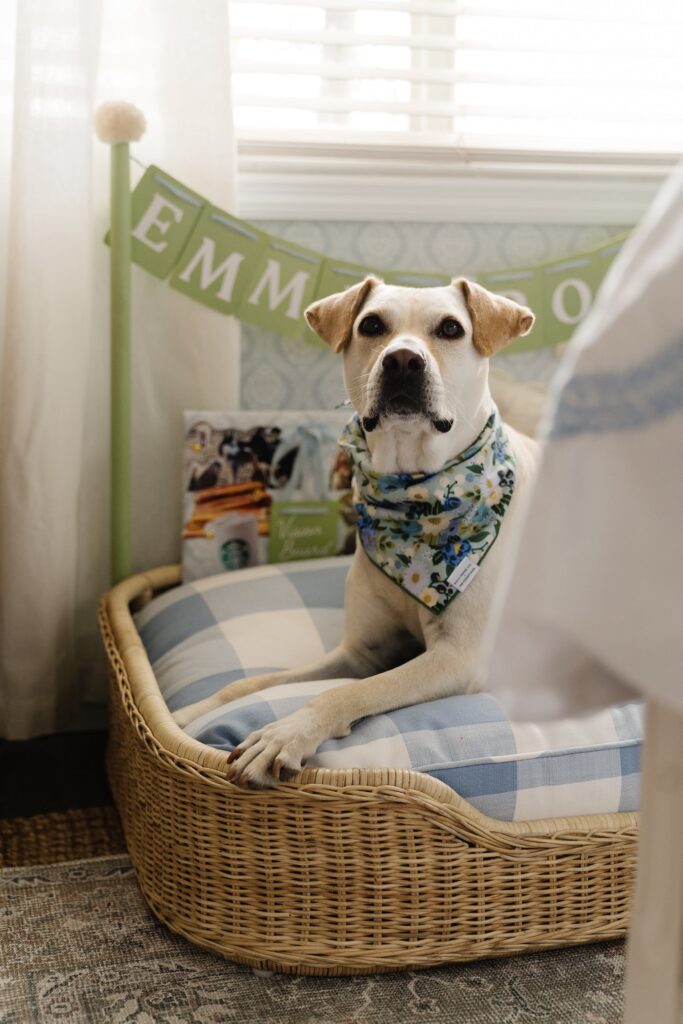 Fun Dog Bed Ideas for Bedroom Blushing Bungalow So Cute You ll Blush